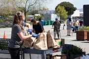 A volunteer distributes bags of food to people in need who walked up to the Alameda Food Bank distribution center in Alameda, CA, on April 15, 2019. The food was distributed through a drive-through to people in need following the loss of their jobs due to the “shelter-in-place” order to limit the spread of the coronavirus SARS-CoV-2.