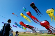 Giant Kite Festival